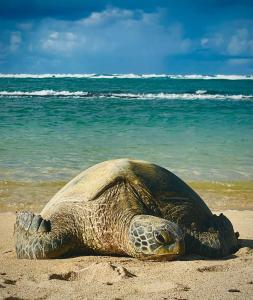 a turtle laying on the sand on the beach at Embark on a journey through Maui with Aloha Glamp's jeep and rooftop tent allows you to discover diverse campgrounds, unveiling the island's beauty from unique perspectives each day in Paia