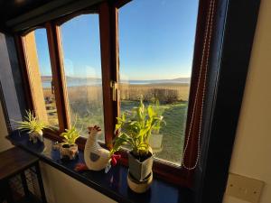a window with plants and chickens on a ledge at Kisumu in Orkney