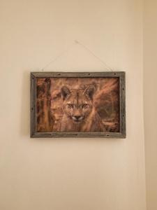 佩里托莫雷諾冰川的住宿－Hostel Tierra Patagónica，挂在墙上的一只猫的照片
