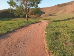 een onverharde weg in het midden van een veld met een boom bij Sítio no interior de MG, lugar de sossego e paz! in São Domingos do Prata