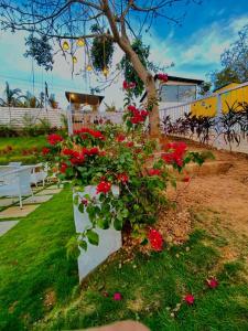 a white planter filled with red flowers next to a tree at Tvessa - A Boutique Hotel in Mandrem