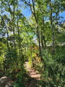 a dirt trail through a forest with trees at Cabañas Rústicas Pucon in Pucón