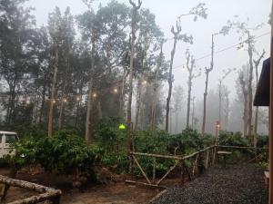 a garden in the rain with lights in the trees at antelopewildstay in Wayanad