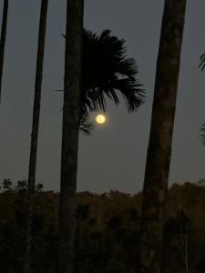 a palm tree with the moon between two palm trees at Lotus Jewel Forest Camping in Sultan Bathery