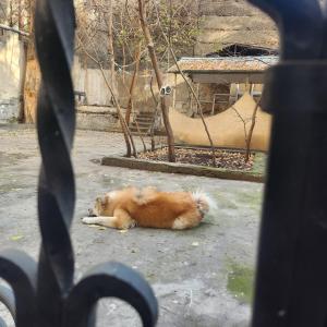 um cão castanho deitado no chão em Pet-Friendly Home with Yard em Yerevan