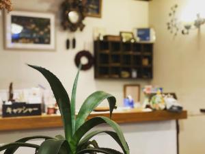 a green plant in a kitchen with a counter at Garden Pension Obergurgl in Hakuba