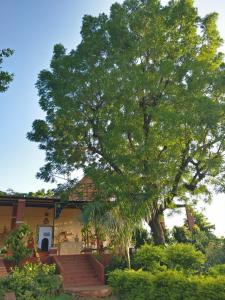 uma grande árvore em frente a uma casa em Haveli Zorawar em Udaipur