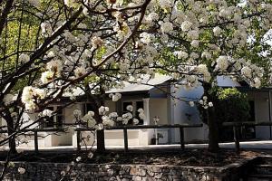 a tree with white flowers in front of a house at Blackbird Cottage - Stunning views & farm animals in Tanunda