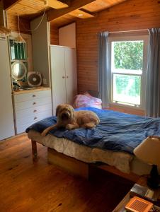 a dog laying on a bed in a bedroom at 22 Arum Street Nature’s Valley in Natureʼs Valley
