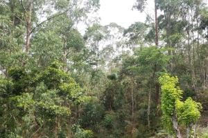 新弗里堡的住宿－Chácara do Vale, lindo visual em Nova Friburgo，一片森林,林中布满了郁郁葱葱的绿色树木