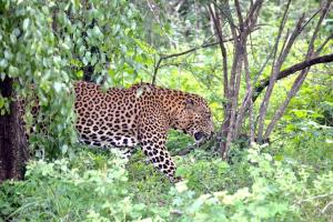 a leopard walking in the grass in the woods at Kottamba Yala Stay & Safari in Tissamaharama