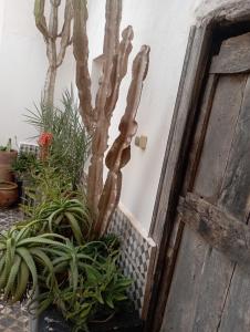 Riad Sahara Sunset Beach Douira Agadir外面的花园