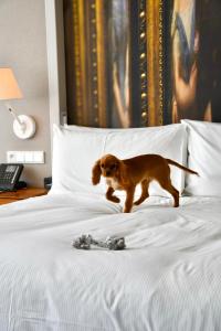 Zwierzęta zatrzymujące się w obiekcie DoubleTree by Hilton Wroclaw