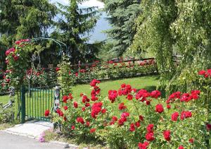Une bande de roses rouges dans un jardin dans l'établissement Casa Felice da Piera, à Aoste