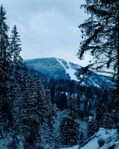 uma floresta coberta de neve com árvores e uma montanha em Між Тростяном та рікою em Slavske