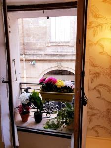 uma janela com vasos de plantas numa varanda em Studio cosy dans le centre de Montpellier em Montpellier
