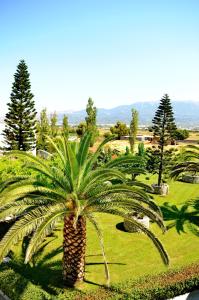 a palm tree in the middle of a park at Akti Dimis Hotel in Tigaki
