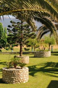 a palm tree in a stone planter in a park at Akti Dimis Hotel in Tigaki