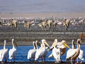 Fotografie z fotogalerie ubytování Lake Natron Maasai giraffe eco Lodge and camping v destinaci Mtowabaga + 49 fotografií