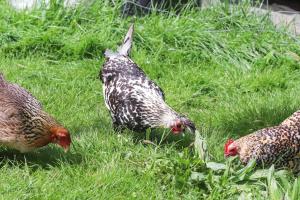 un grupo de pollos parados en la hierba en Gîte à la ferme, en Questembert