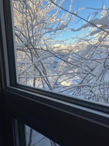 a window view of a tree covered in snow at Whitehorse Wonder in Whitehorse