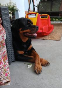 a black and brown dog laying on the ground at Rouana Guest Farm in Stellenbosch