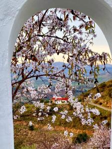 okno z drzewem z różowymi kwiatami na wzgórzu w obiekcie La Tahona (Cortijo Andaluz en las montañas) w mieście Almogía