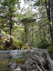 einen Bach in einem Wald mit Felsen und Bäumen in der Unterkunft Casa Malalcahuello Corralco in Malalcahuello