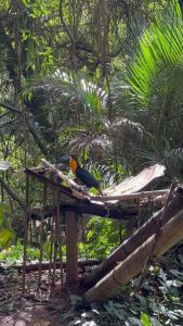 里約熱內盧的住宿－Casa Cristo Redentor c/piscina，鸟儿食鸟顶上的五彩鸟