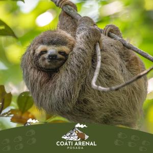 a sloth hanging from a tree at coati del arenal posada in Fortuna