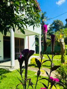 um grupo de flores roxas em frente a uma casa em Haus Berlin em Negombo