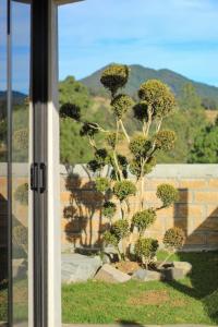 - une vue sur une plante depuis une fenêtre dans l'établissement ValZur Hospedaje: Suite Arces, à Villa del Carbón