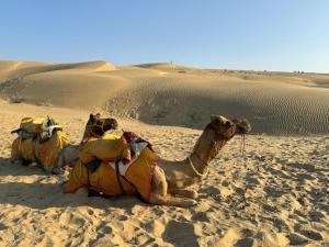 a camel laying on the sand in the desert at Martine guest house in Jaisalmer