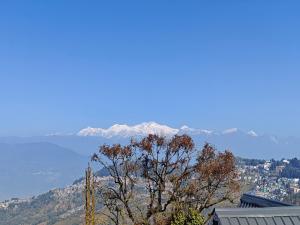 - une vue sur les montagnes enneigées avec un arbre dans l'établissement Cloudy hills, à Darjeeling