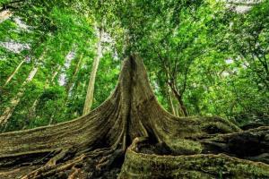 a tree with its roots in a forest at Cat Tien Backpackers Hostel in Cat Tien