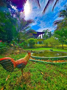 a chicken standing in the grass next to a pond at Yoma Wild Hotel in Udawalawe