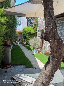 un árbol con un paraguas en un patio en taş ev, en Karaburun