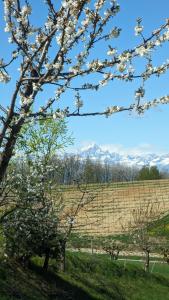a flowering tree with a view of a field and mountains at Charming Barolo Wine Loft in Monforte dʼAlba