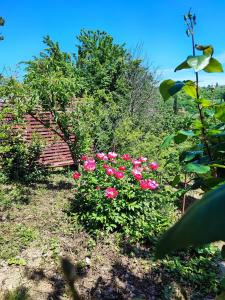 een groep roze rozen in een tuin bij Apartment Julijana in Koper