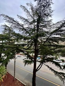 a pine tree on the side of a road at Bright apartment in front of Vake Square in Tbilisi City