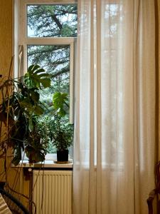 a window with a white curtain and plants on it at Bright apartment in front of Vake Square in Tbilisi City