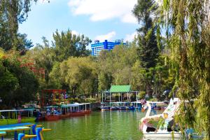 un cisne flotando en el agua en un parque en 456 Hotel en Baguio