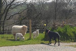 Ein Hund, der drei Schafe hinter einem Zaun sieht. in der Unterkunft Countryside cottage in tranquil surroundings in Broadwoodwidger