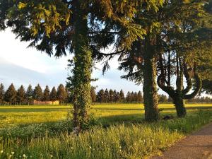 dos árboles en un parque con un campo de hierba en Appartamento La casa dei nonni, en Malnate