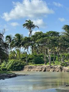 a group of palm trees on a beach with water at Estuary Apartments 1 in Dunfermline