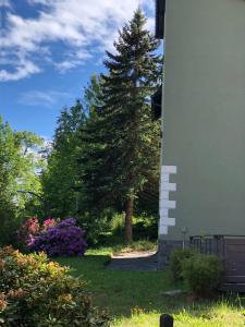 eine Kiefer neben einem Gebäude mit einem Baum in der Unterkunft Das Rübezahl in Bad Elster