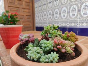 una suculenta planta en una olla sobre una mesa en ENDAGORA, en Níjar