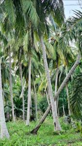 een groep palmbomen in een veld bij SIX Luxury Villa in Ko Pha Ngan