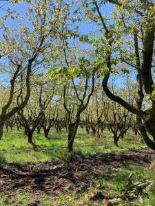 una fila de árboles en un campo con césped verde en City-Wohnung 12a, en Brühl