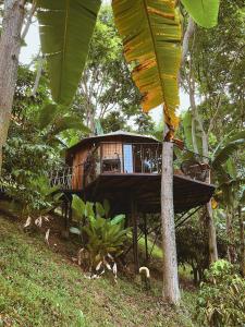 una casa en el árbol en medio de un bosque en Paneo Glamping, en Floridablanca